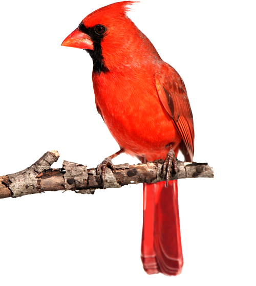 Cardinal2b
